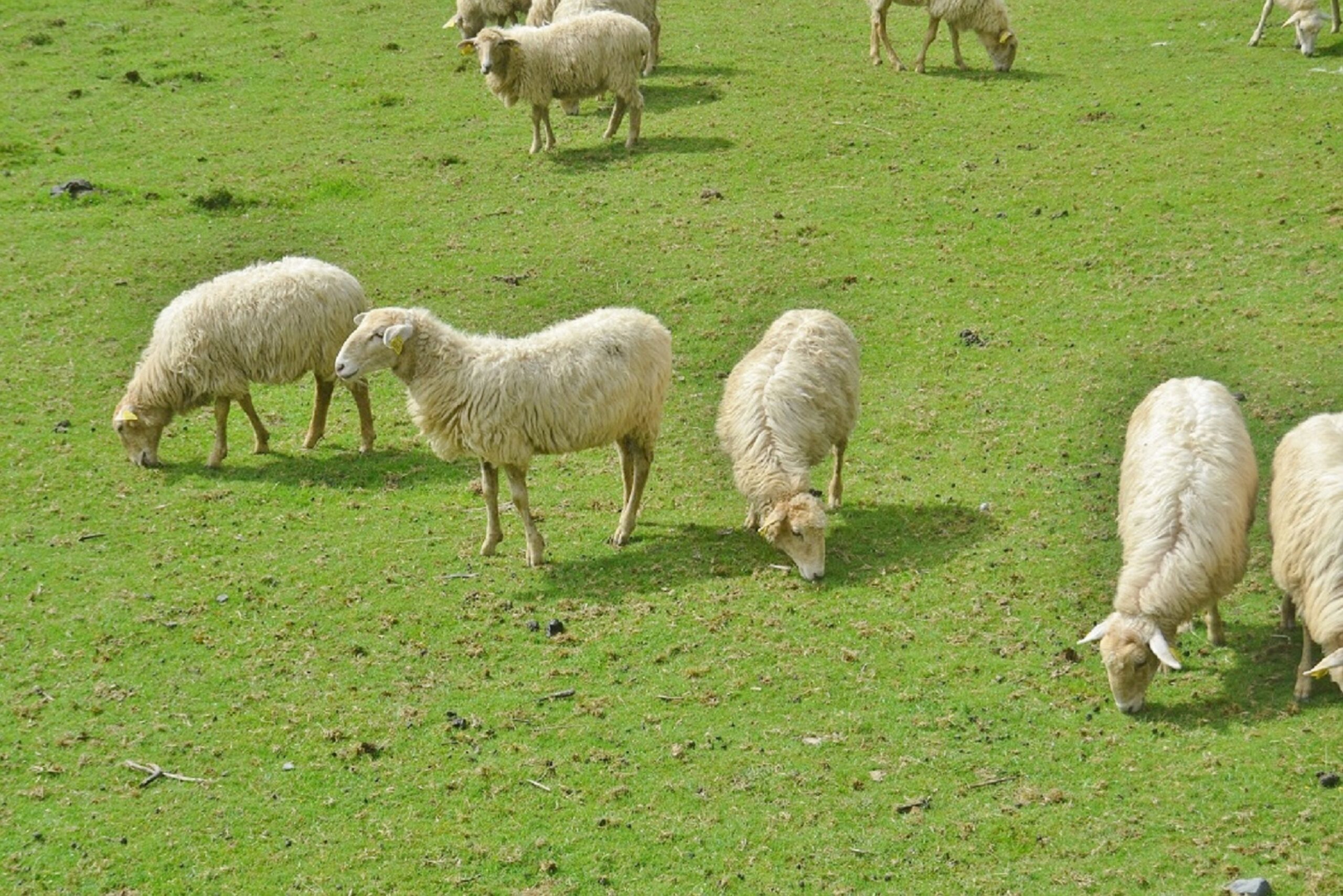 Lija e deleve shkakton katastrofë në blegtori